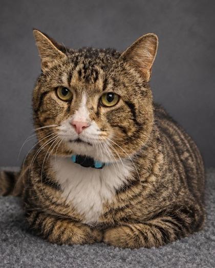 Enlarge Bixby, a Adoptable mixed breed in Fresno, CA image 1/1
