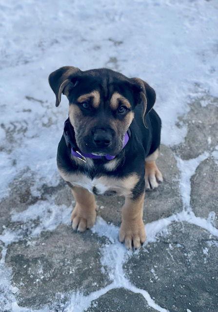 JWoww, Adoptable, Puppy Female Shepherd.