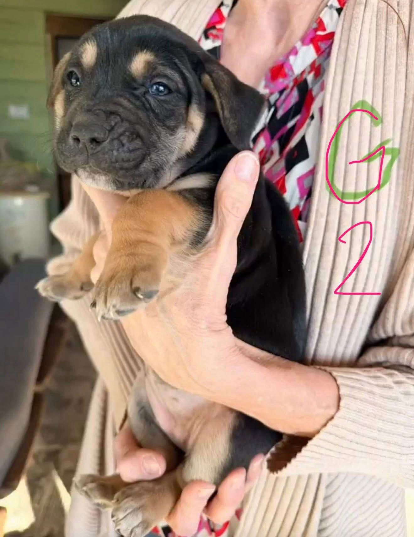 Enlarge JWoww, a Adoptable Shepherd in Duluth, MN image 3/3