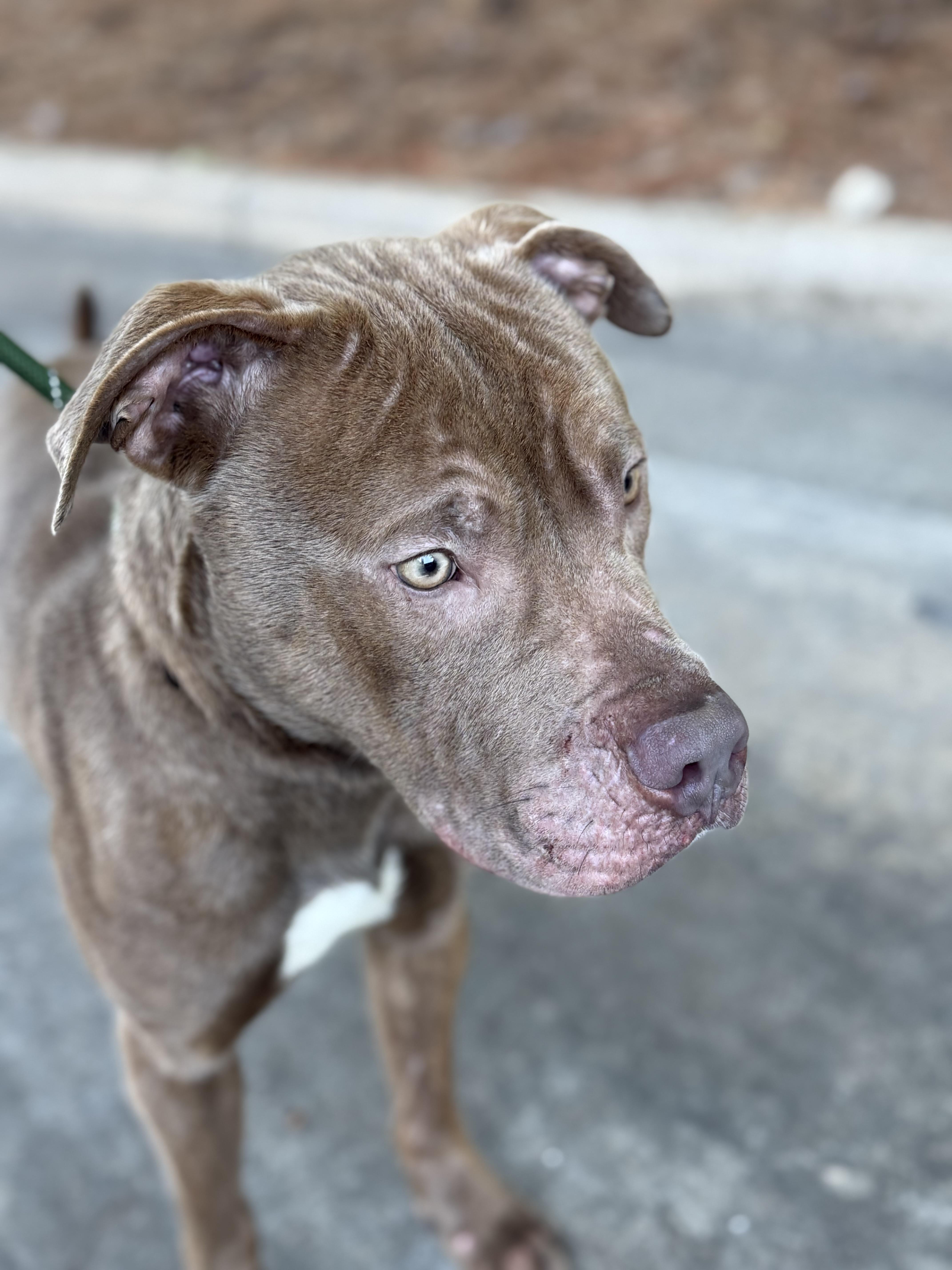 Enlarge Boss, a Adoptable mixed breed in Peachtree Corners, GA image 1/2