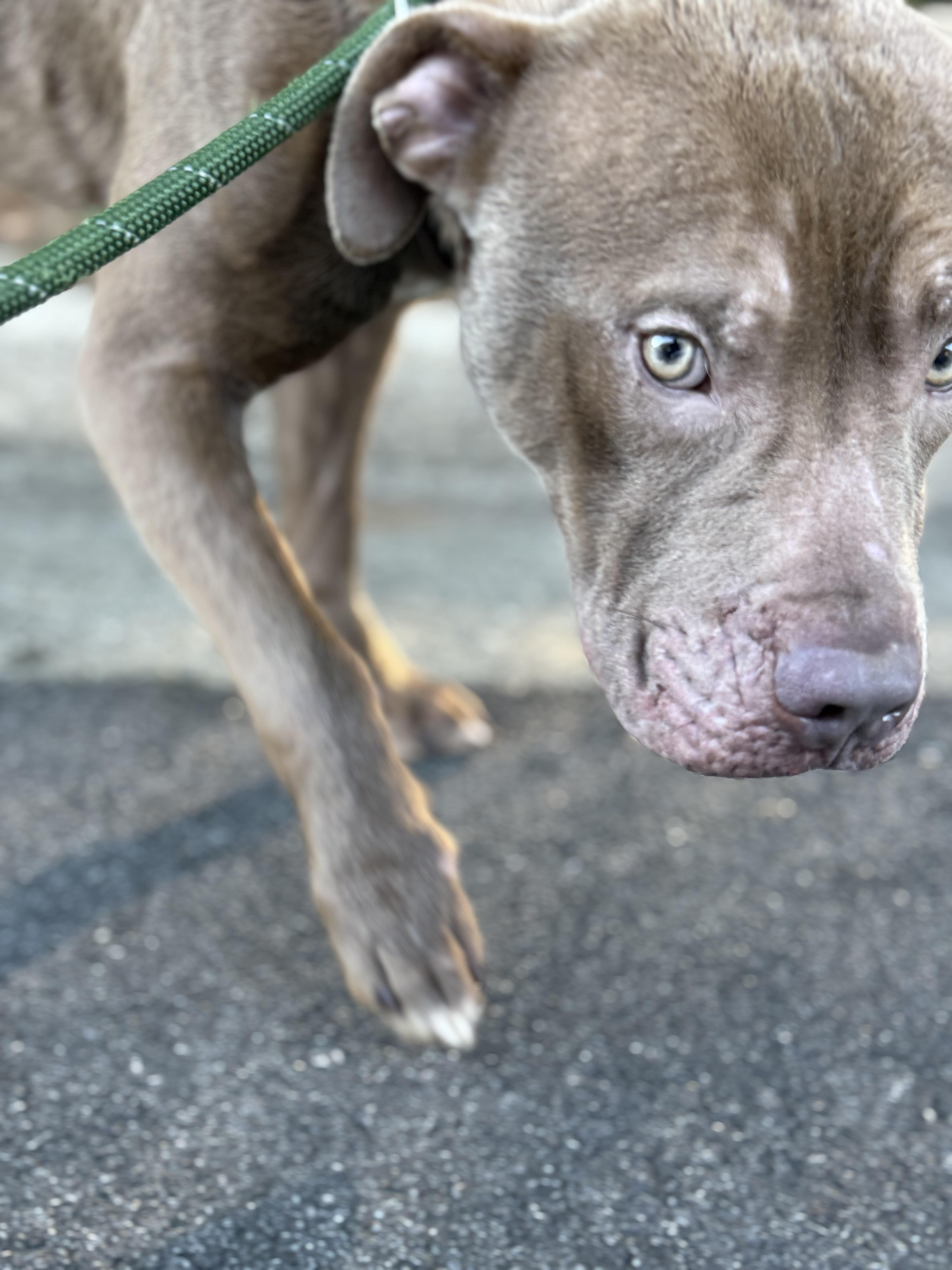 Enlarge Boss, a Adoptable mixed breed in Peachtree Corners, GA image 2/2