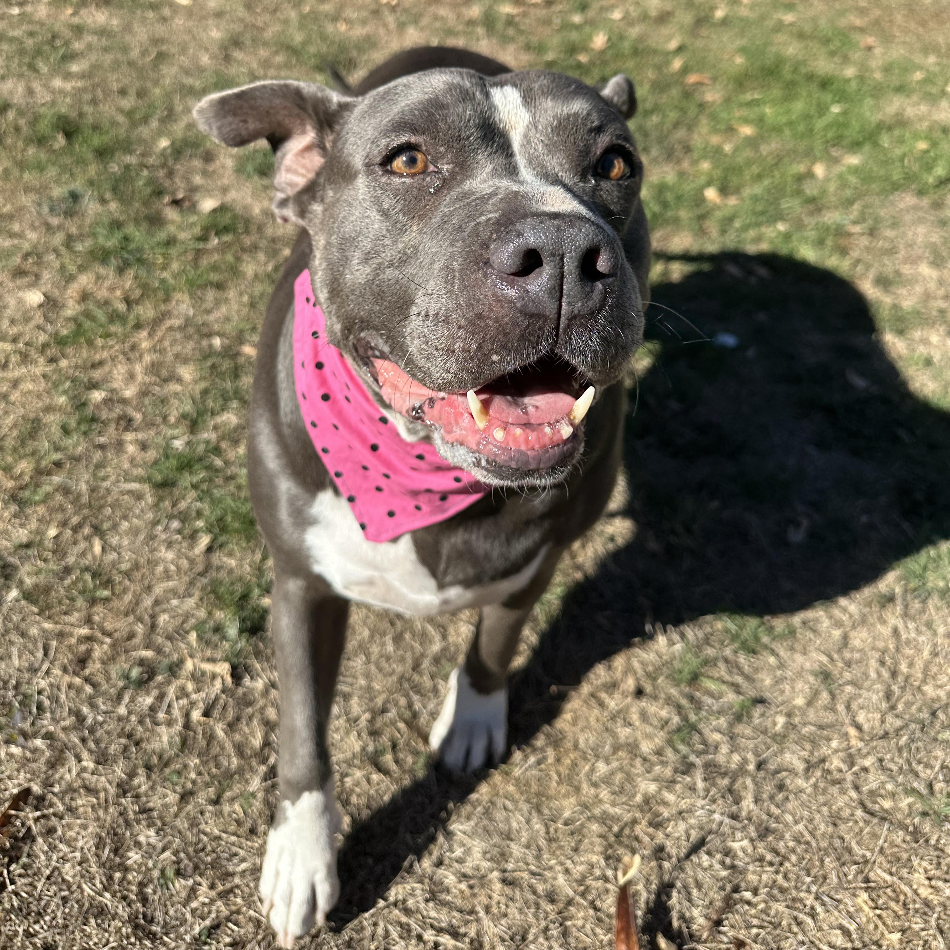 Enlarge Pebbles, a Adoptable mixed breed in Center Valley, PA image 4/6
