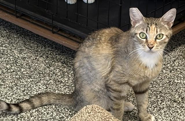 Enlarge sadie, a Adopted Domestic Short Hair in Jackson, CA image 1/1