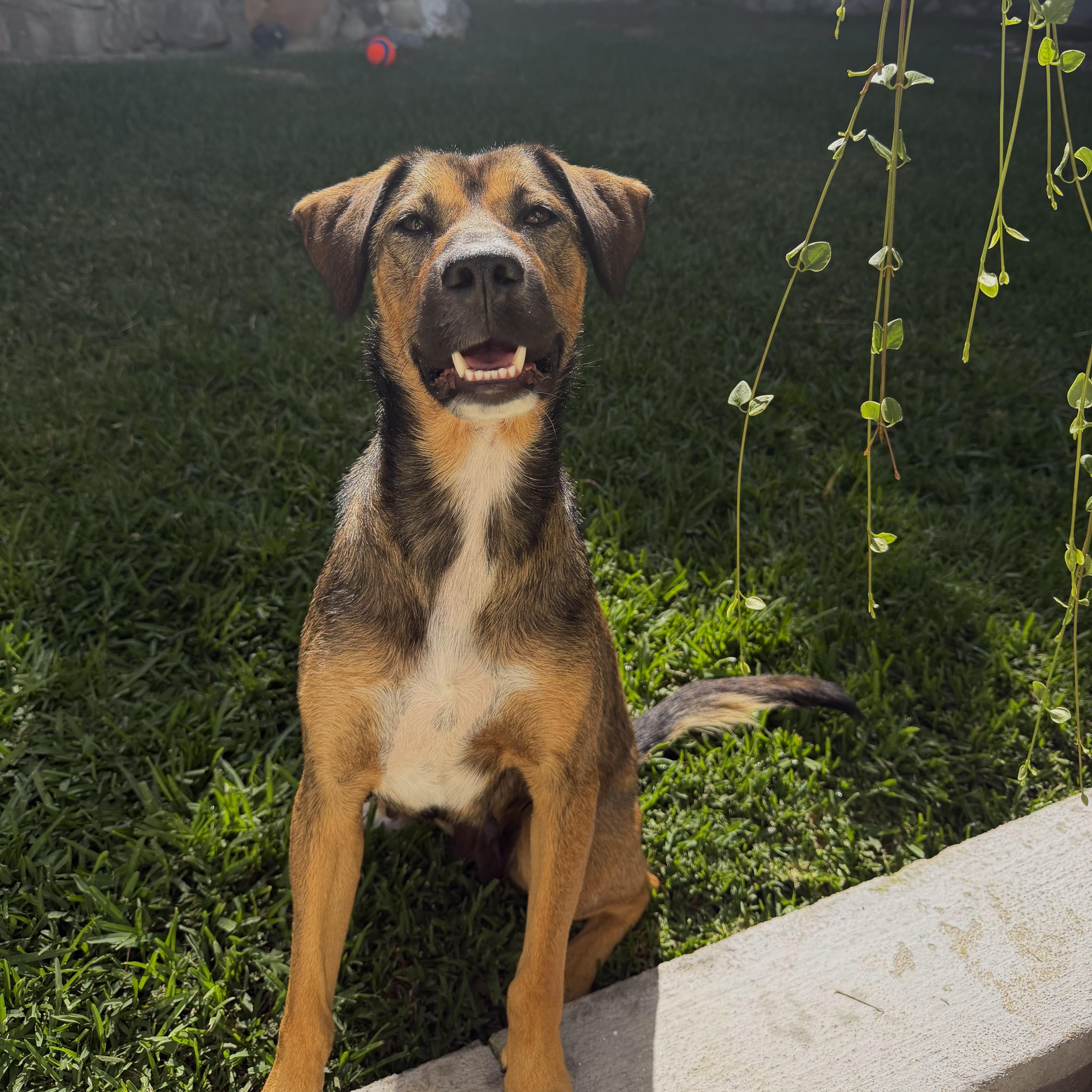 Enlarge Tillie, a ADOPTABLE mixed breed in San Diego, CA image 6/6