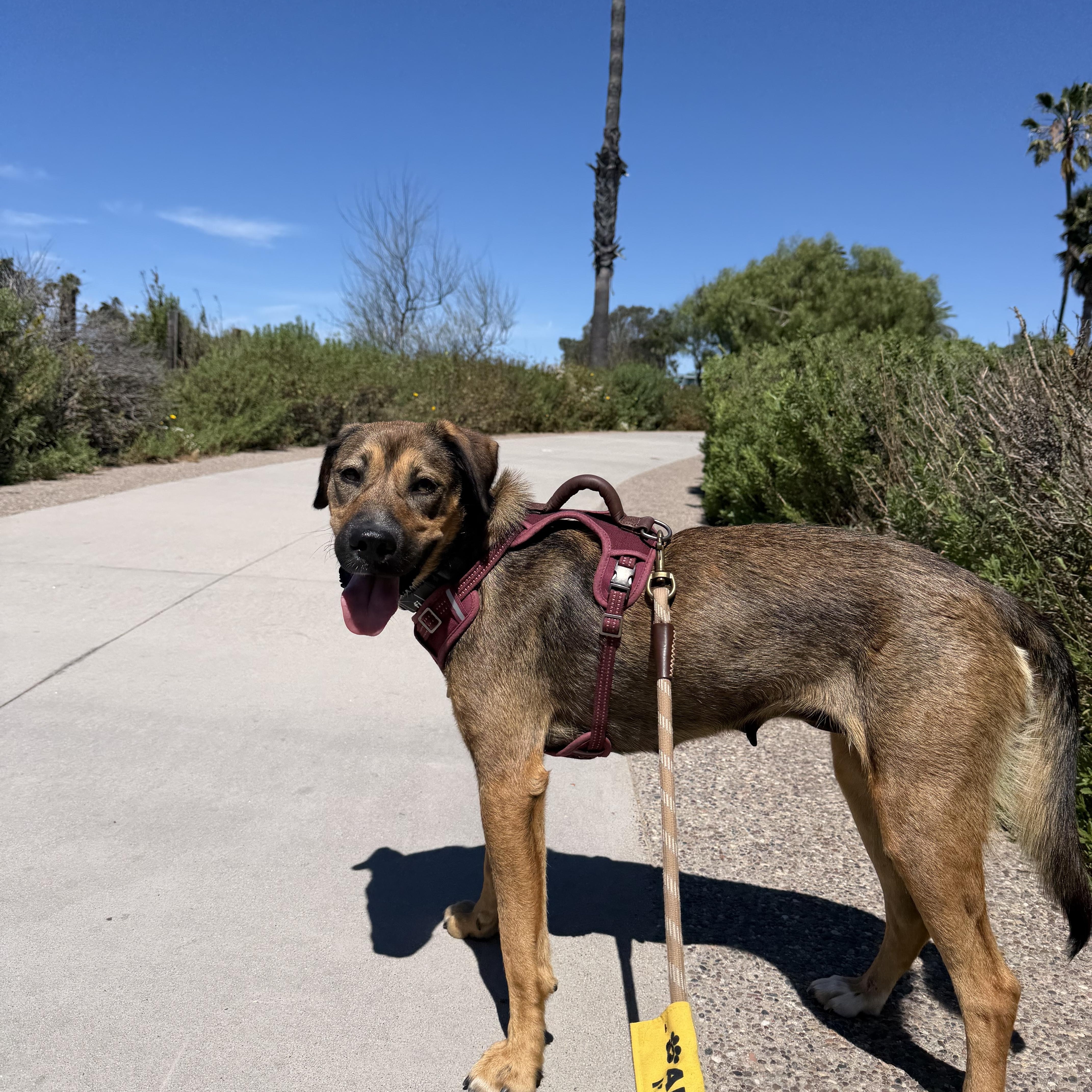 Enlarge Tillie, a ADOPTABLE mixed breed in San Diego, CA image 3/6