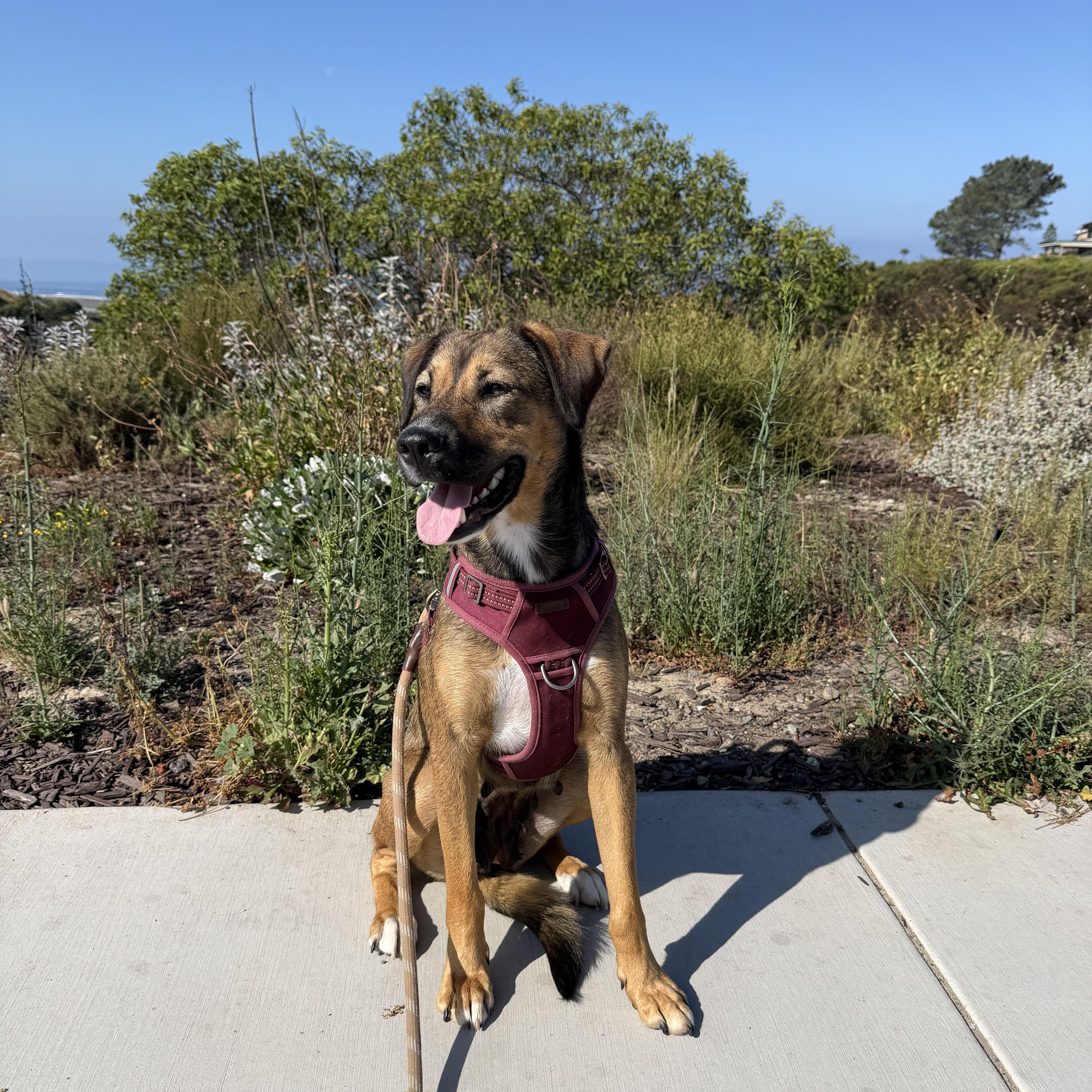 Enlarge Tillie, a ADOPTABLE mixed breed in San Diego, CA image 4/6