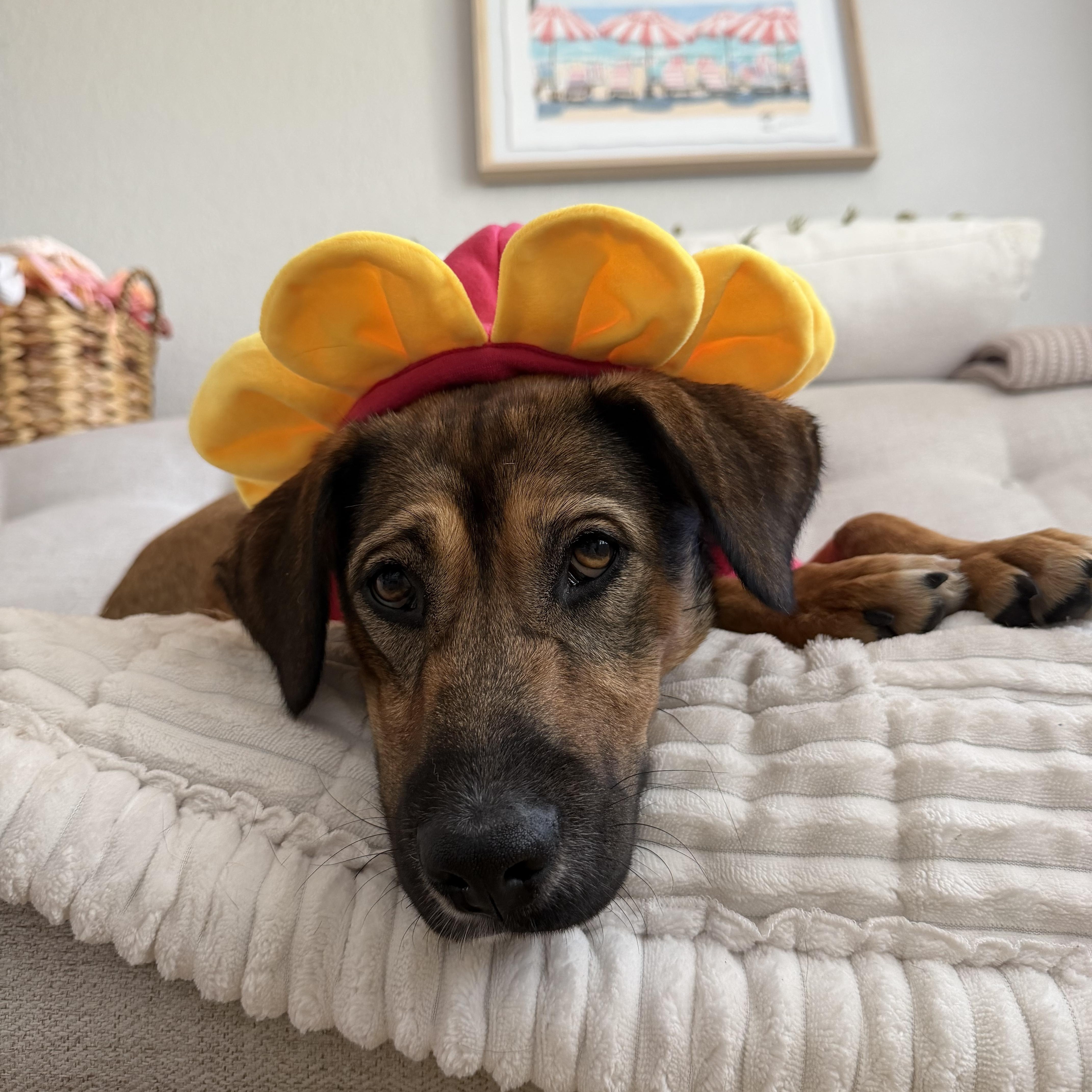 Tillie, ADOPTABLE, Adult Female Labrador Retriever & Shepherd.