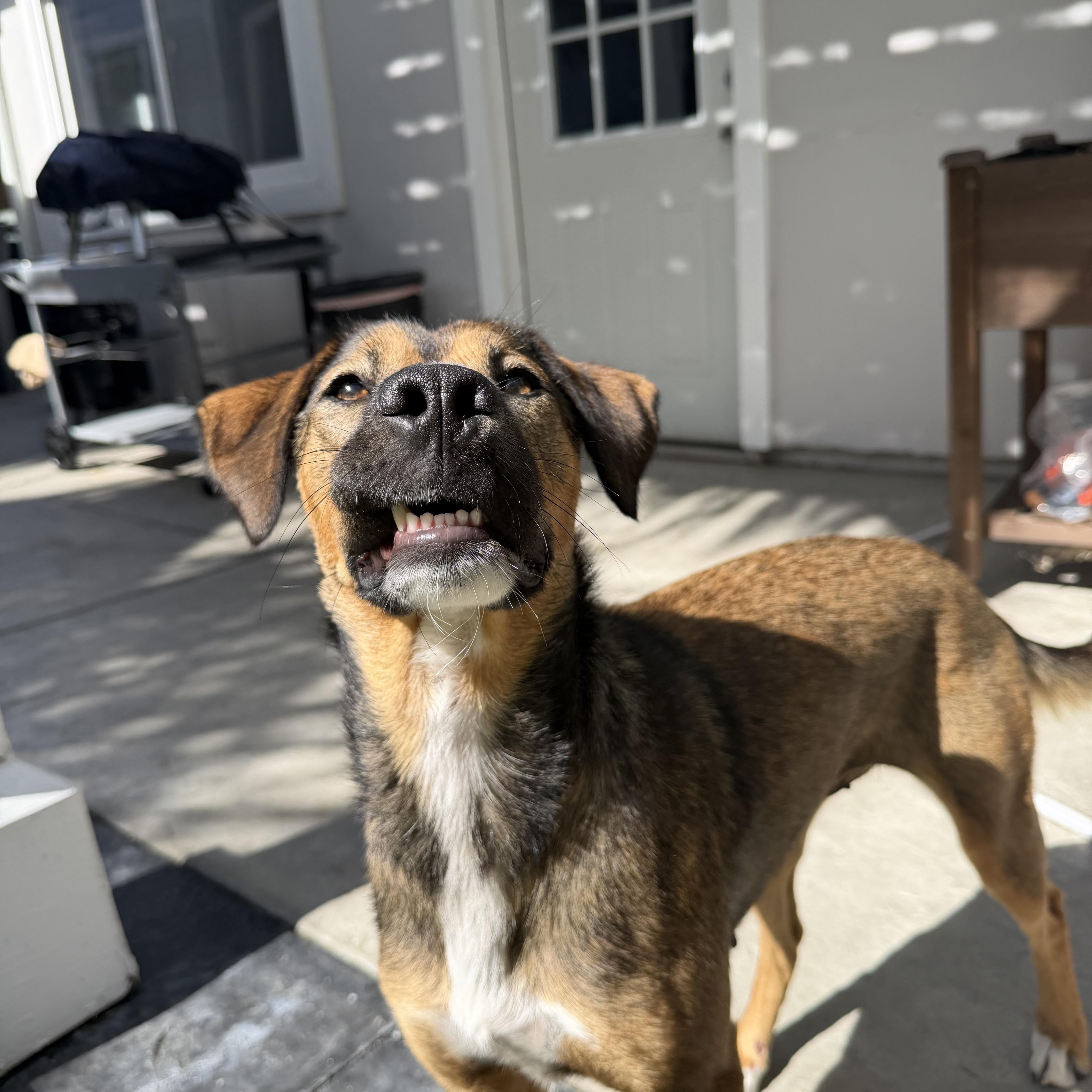 Enlarge Tillie, a ADOPTABLE mixed breed in San Diego, CA image 2/6