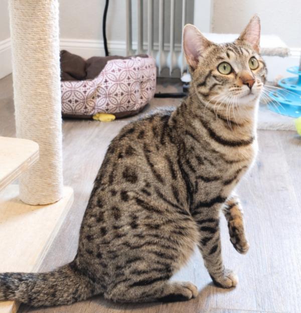 Enlarge WAFFLES, an adopted Bengal in Union Grove, WI image 1/4