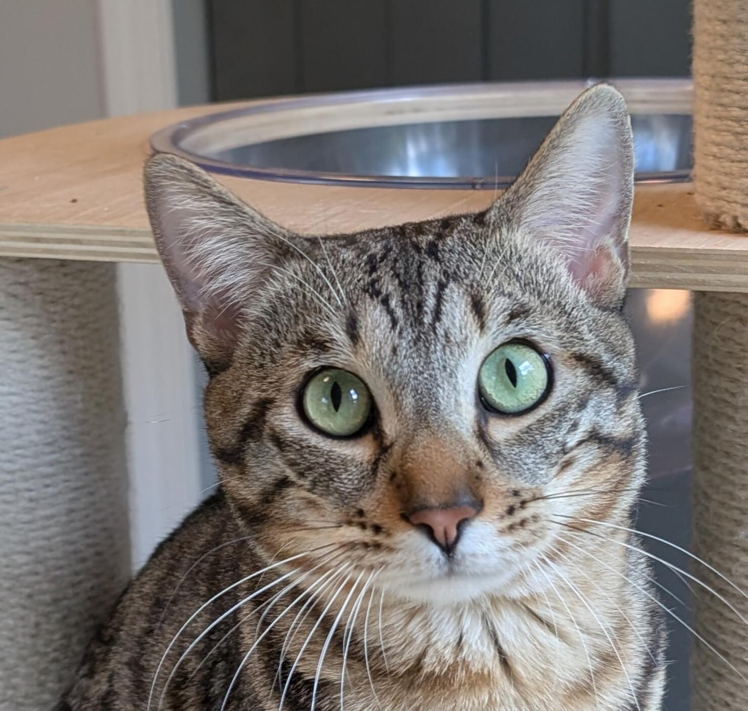 Enlarge WAFFLES, an adopted Bengal in Union Grove, WI image 3/4