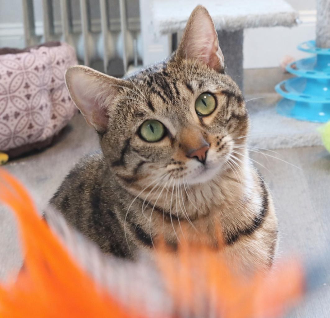 Enlarge WAFFLES, an adopted Bengal in Union Grove, WI image 4/4