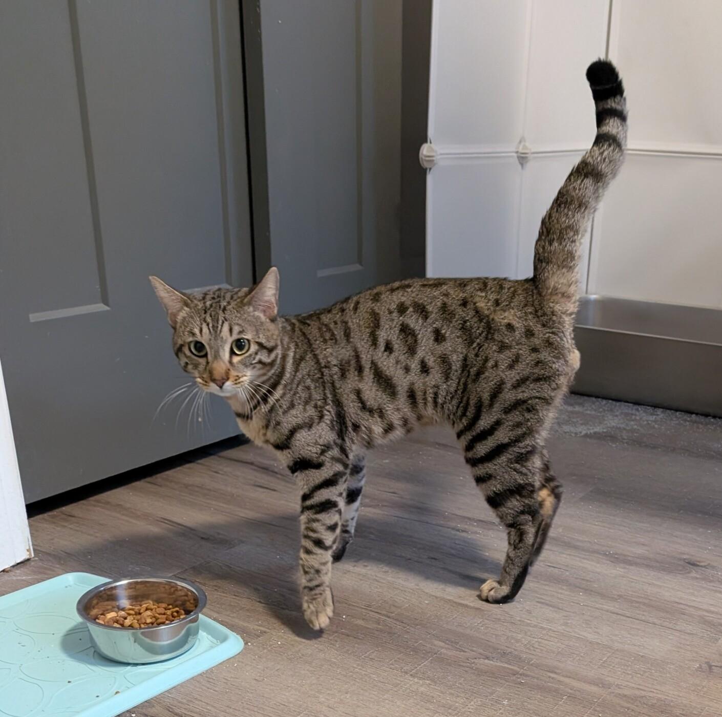 Enlarge WAFFLES, an adopted Bengal in Union Grove, WI image 2/4
