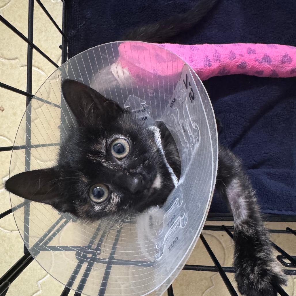 Judy, Adoptable, Kitten Female Domestic Short Hair.