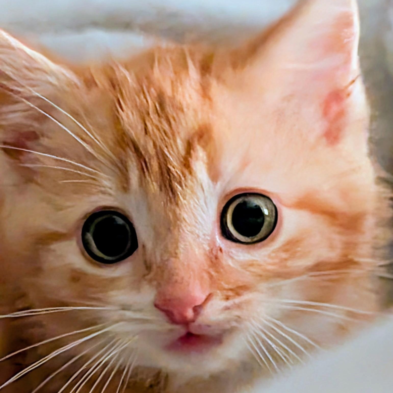 Daisy, ADOPTABLE, Kitten Female Domestic Short Hair.