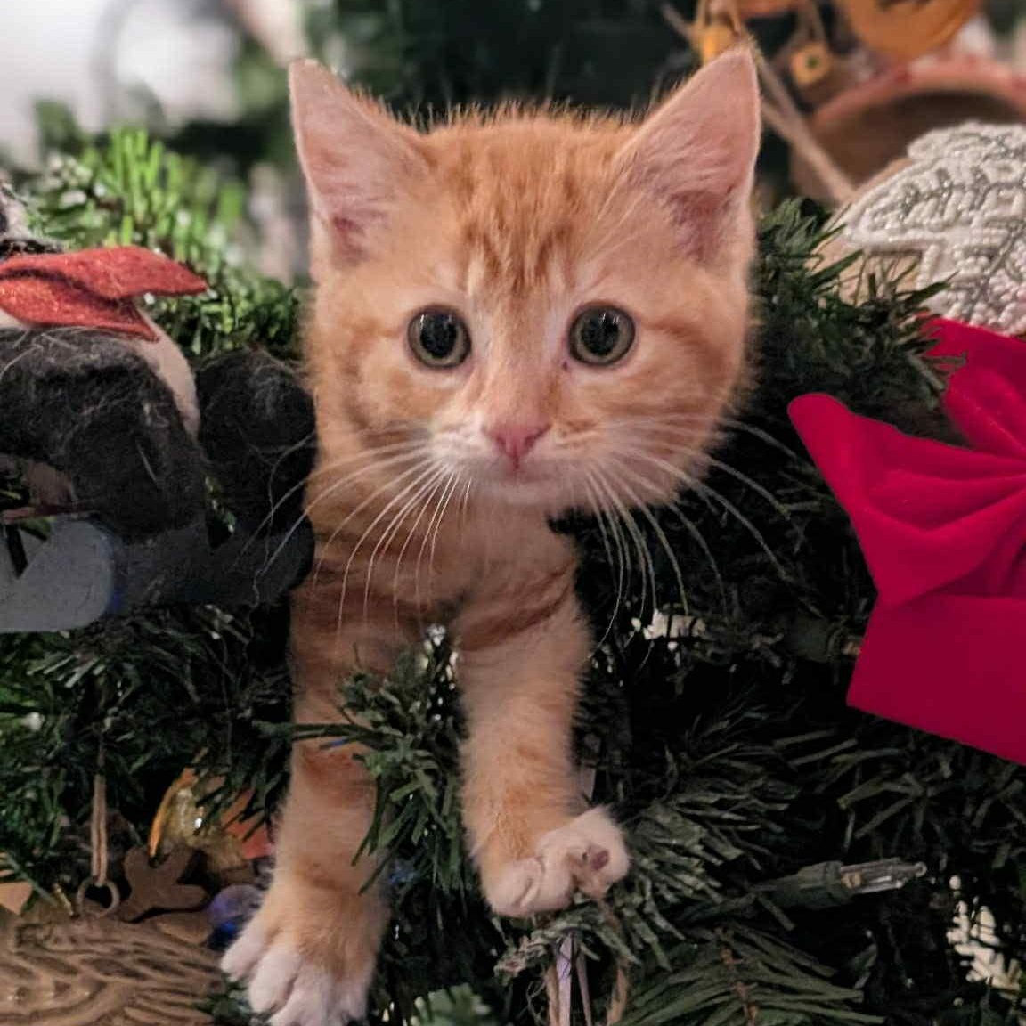 Enlarge Daisy, a ADOPTABLE Domestic Short Hair in Redwood City, CA image 5/5