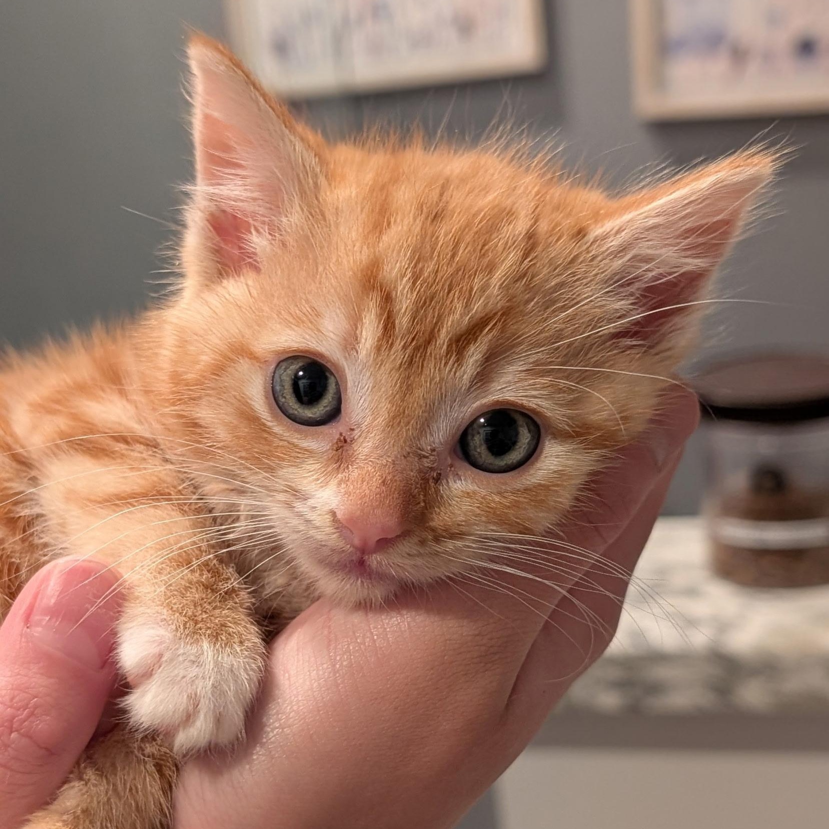 Enlarge Daisy, a ADOPTABLE Domestic Short Hair in Redwood City, CA image 3/5