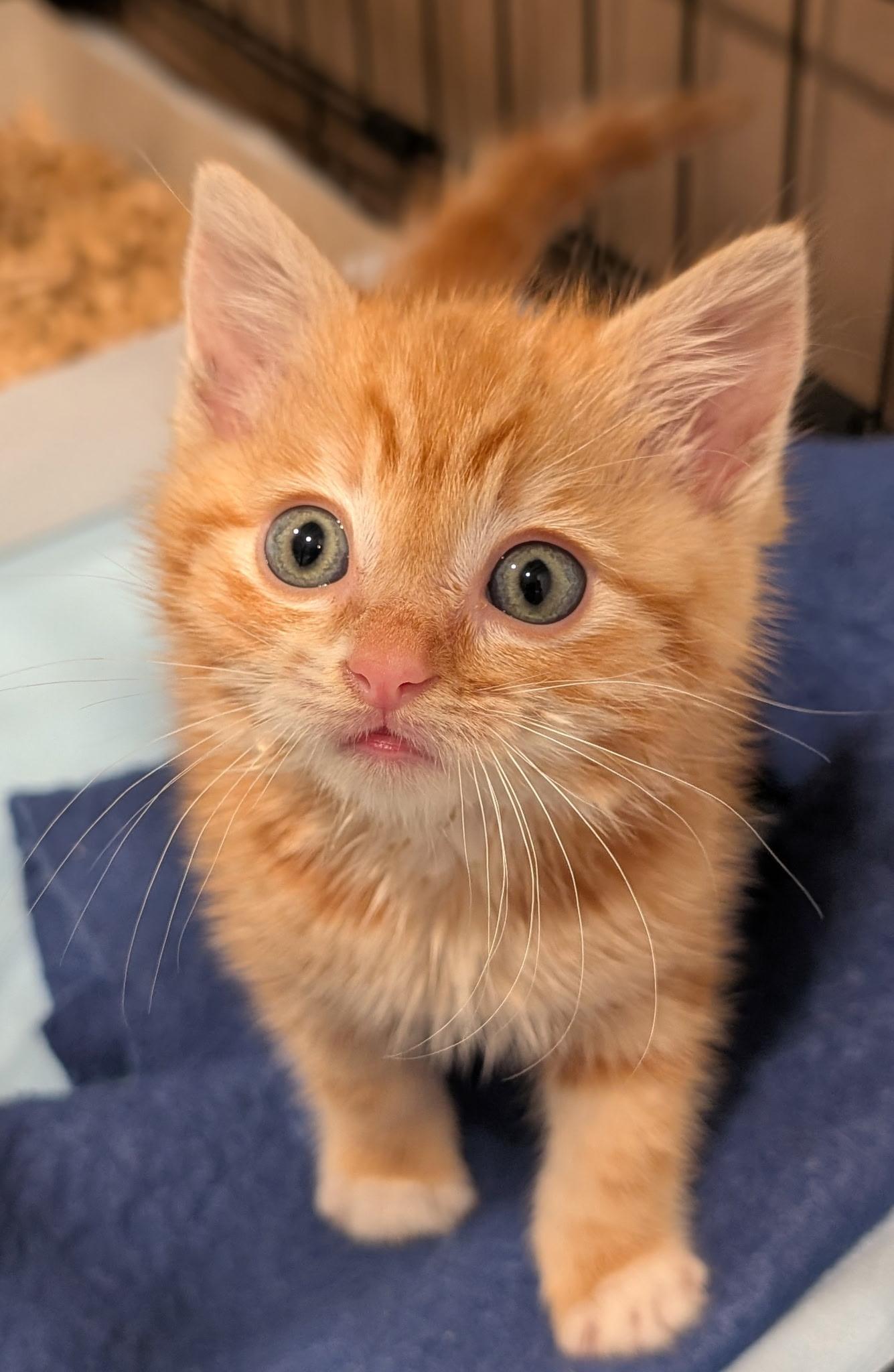 Enlarge Daisy, a ADOPTABLE Domestic Short Hair in Redwood City, CA image 2/5