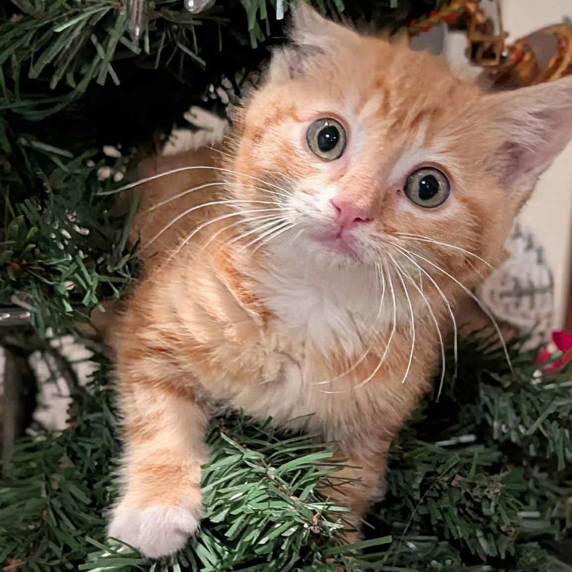 Enlarge Daisy, a ADOPTABLE Domestic Short Hair in Redwood City, CA image 4/5