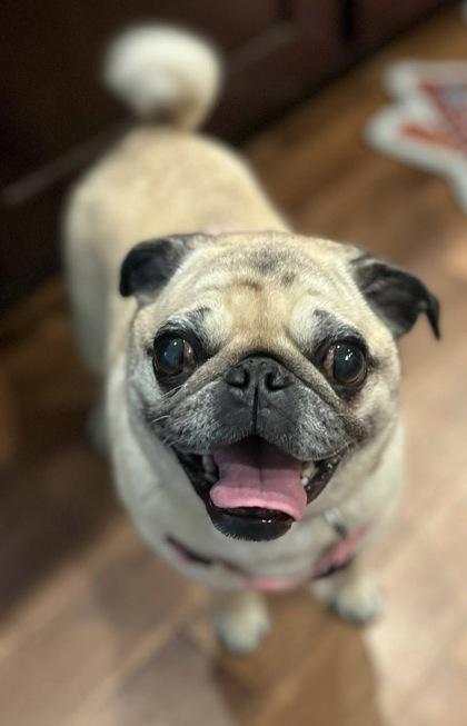 RILEY (and ENOCH), a ADOPTABLE Pug in Bonney Lake, WA image 2/2