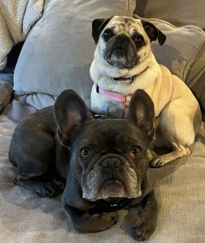 RILEY (and ENOCH), a ADOPTABLE Pug in Bonney Lake, WA image 1/2
