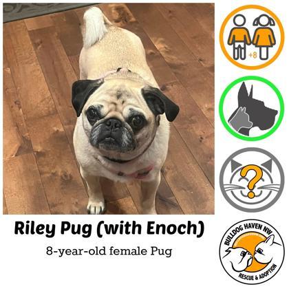 RILEY (and ENOCH) - pending, a ADOPTABLE Pug in Bonney Lake, WA image 1/3