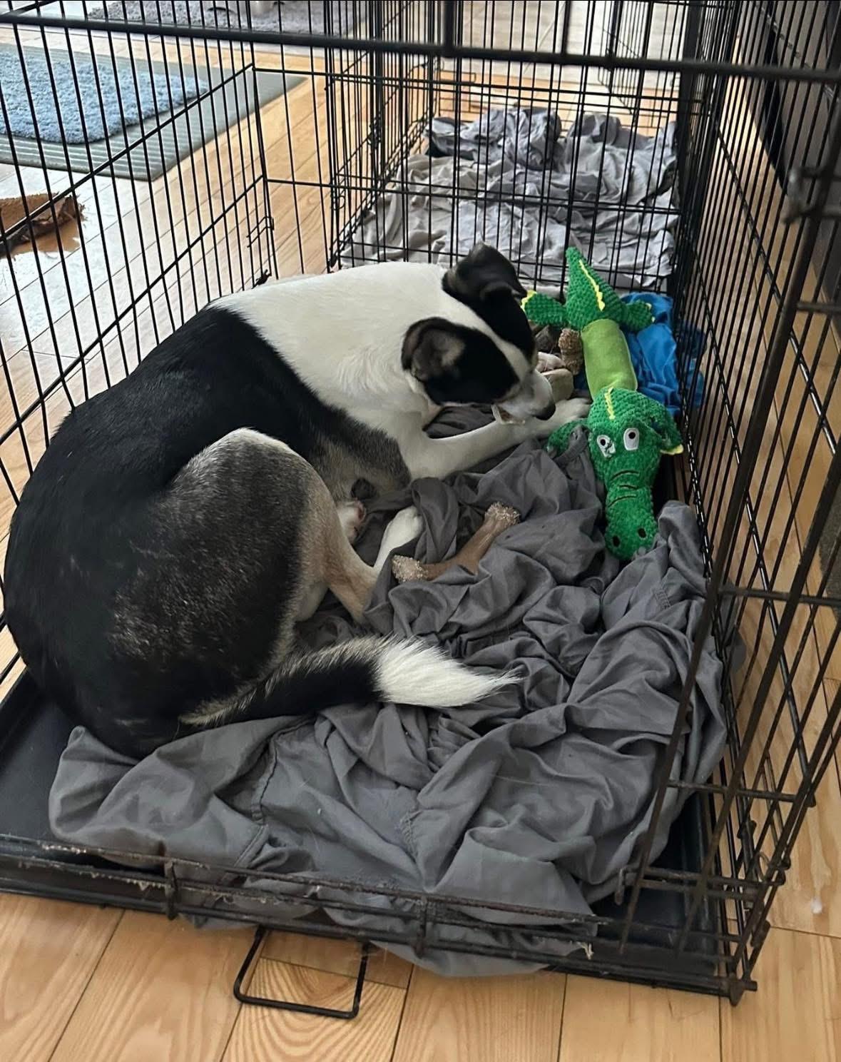 Enlarge Dakota, a Adoptable mixed breed in Brooks, ME image 3/6