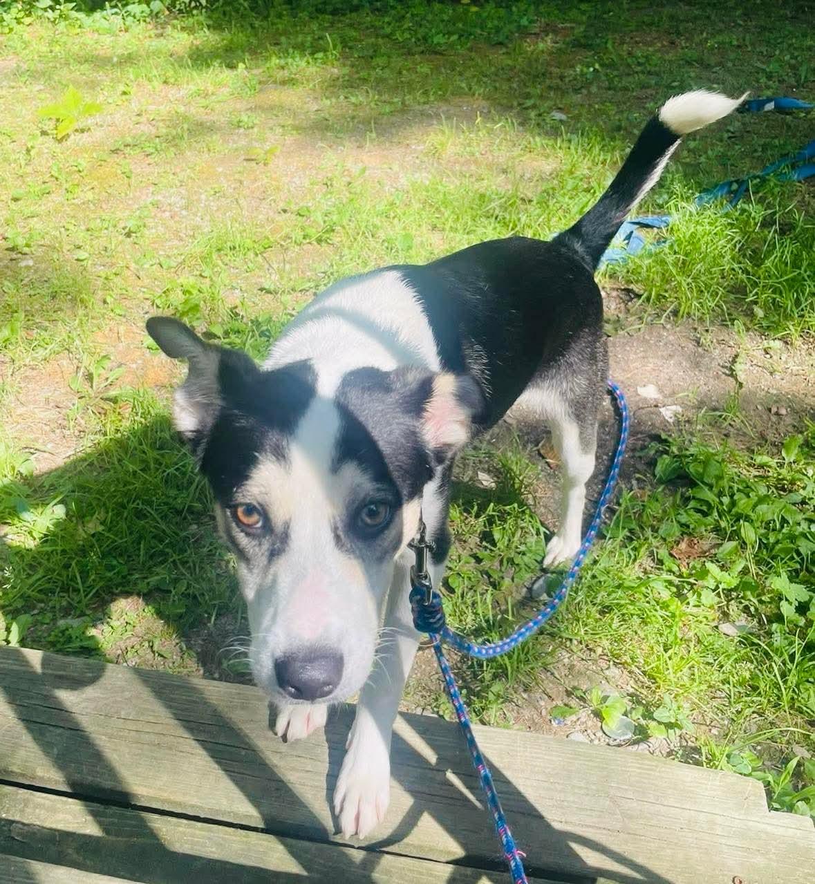 Enlarge Dakota, a Adoptable mixed breed in Brooks, ME image 1/2