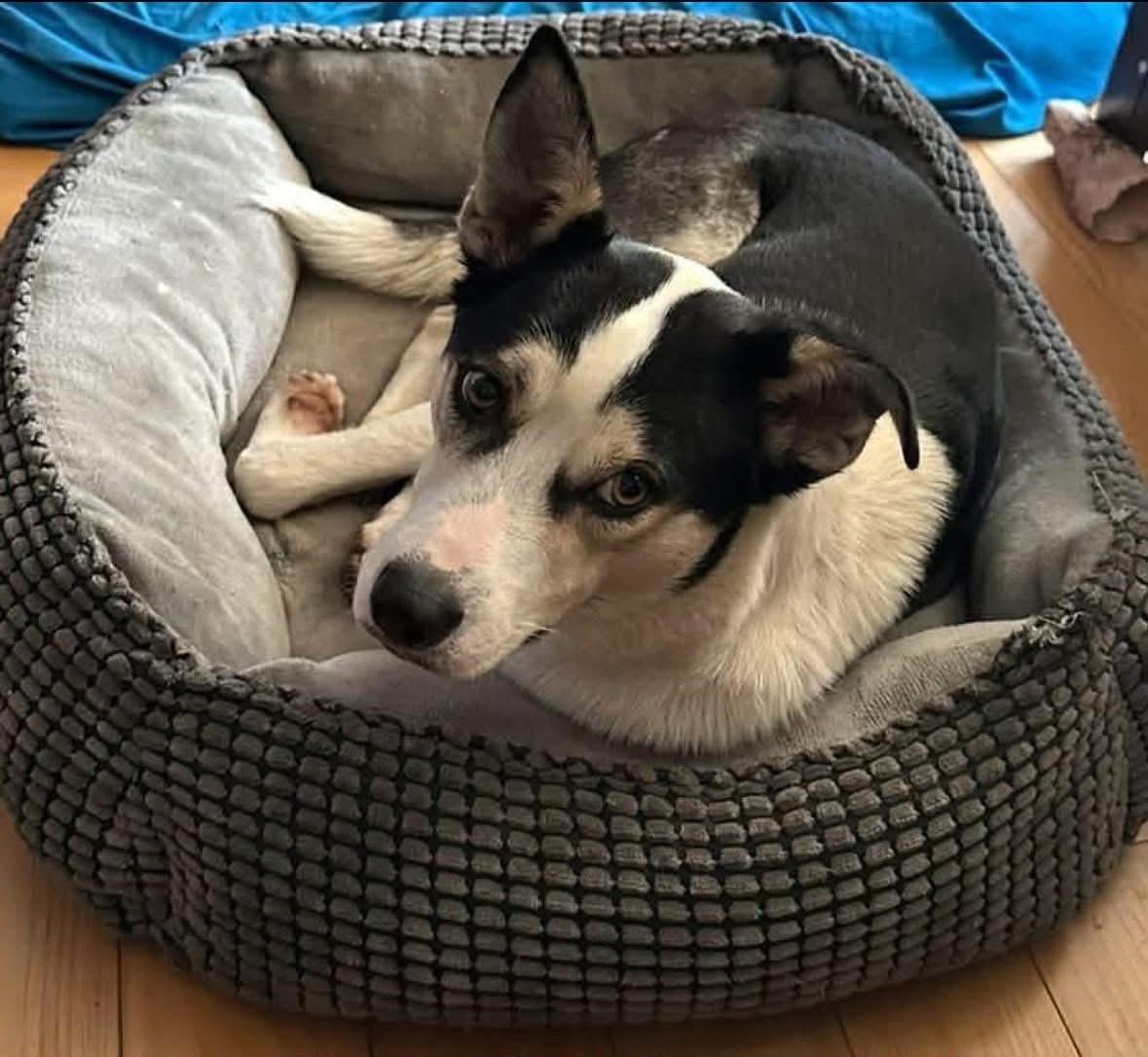 Enlarge Dakota, a Adoptable mixed breed in Brooks, ME image 2/6