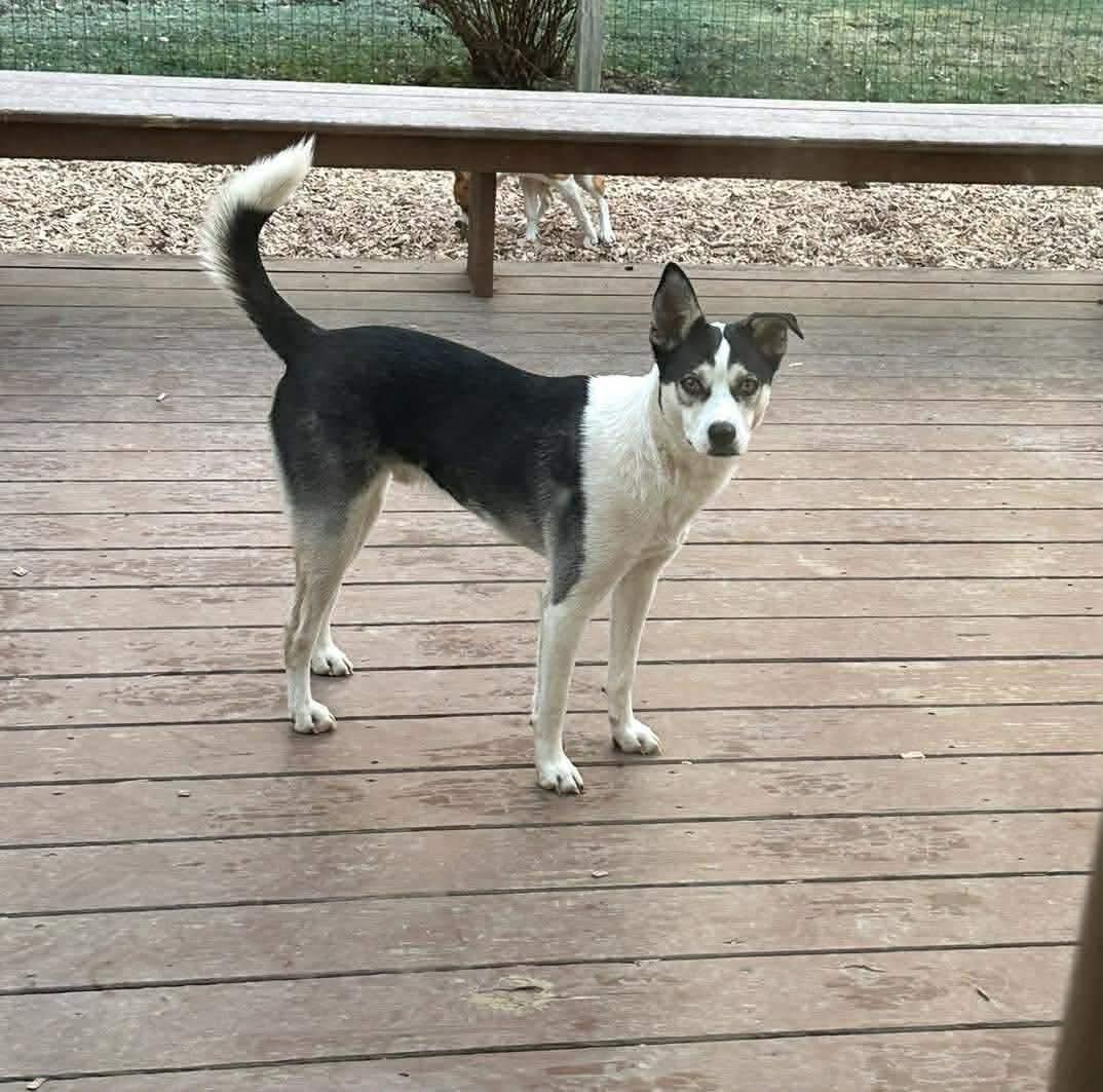 Enlarge Dakota, a Adoptable mixed breed in Brooks, ME image 4/6