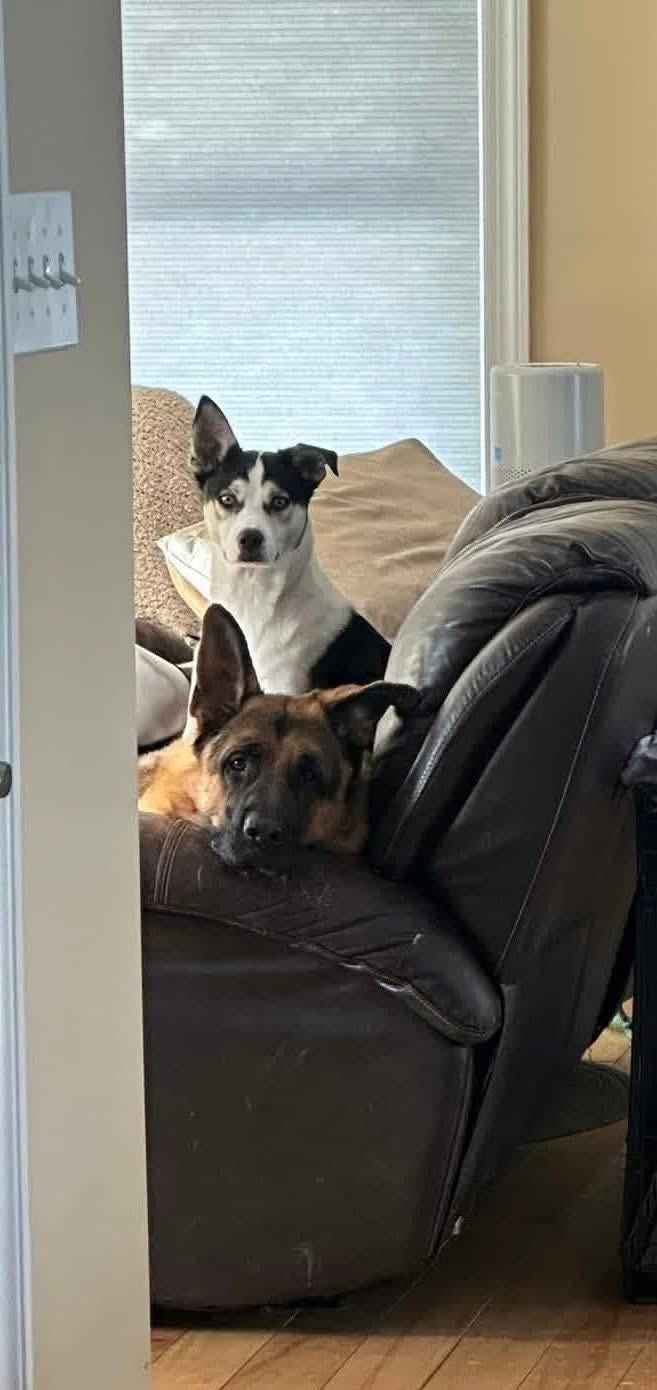 Enlarge Dakota, a Adoptable mixed breed in Brooks, ME image 5/6