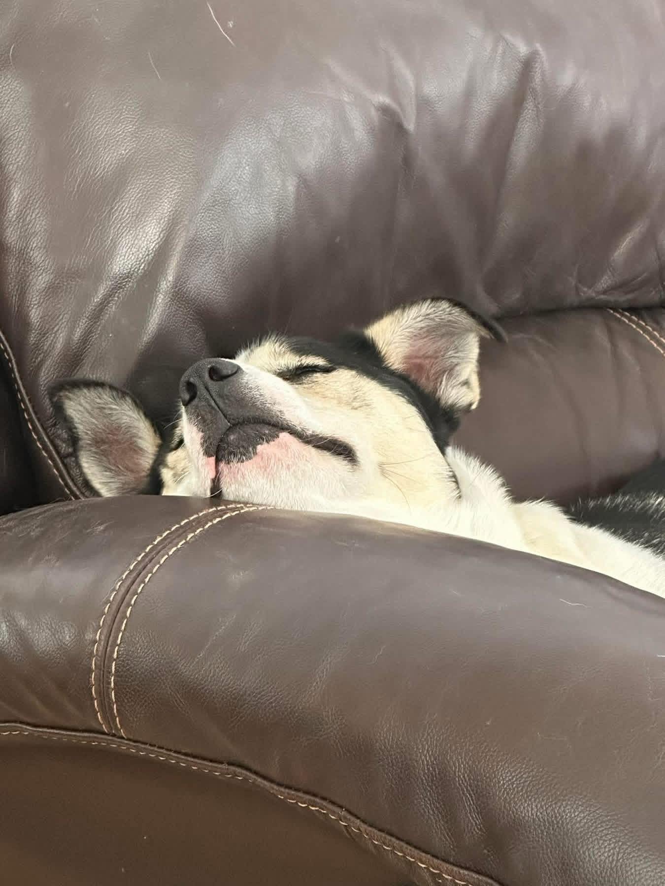 Enlarge Dakota, a Adoptable mixed breed in Brooks, ME image 6/6