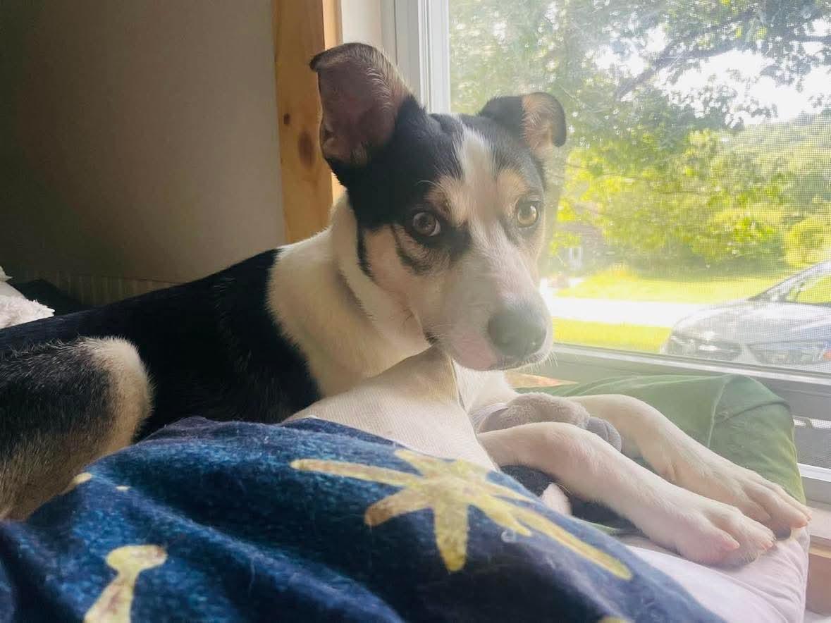 Enlarge Dakota, a Adoptable mixed breed in Brooks, ME image 2/2