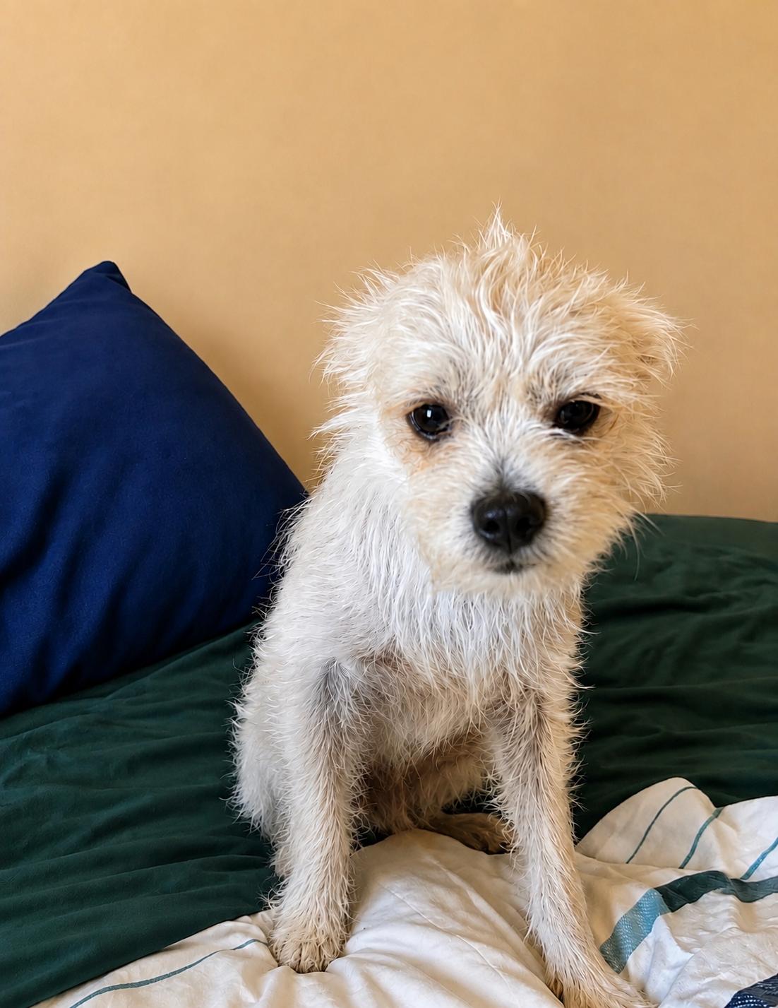 Enlarge Hank, a Adoptable mixed breed in Phoenix, AZ image 4/4