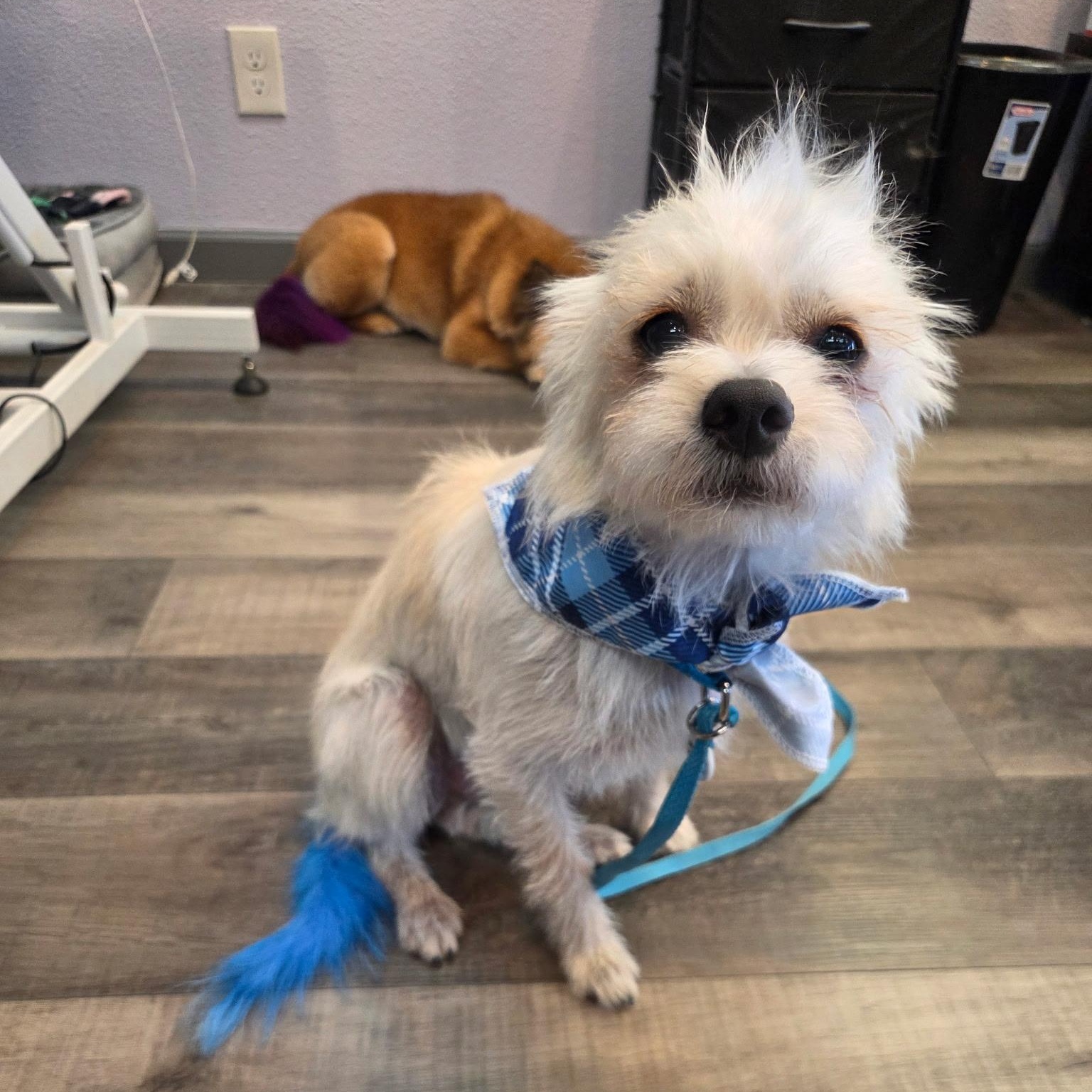 Enlarge Hank, a Adoptable mixed breed in Phoenix, AZ image 4/6