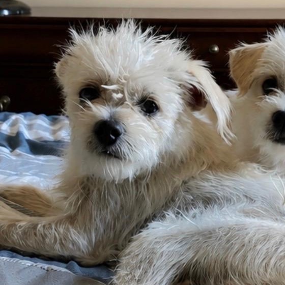 Hank, Adoptable, Adult Male Terrier & Shih Tzu.