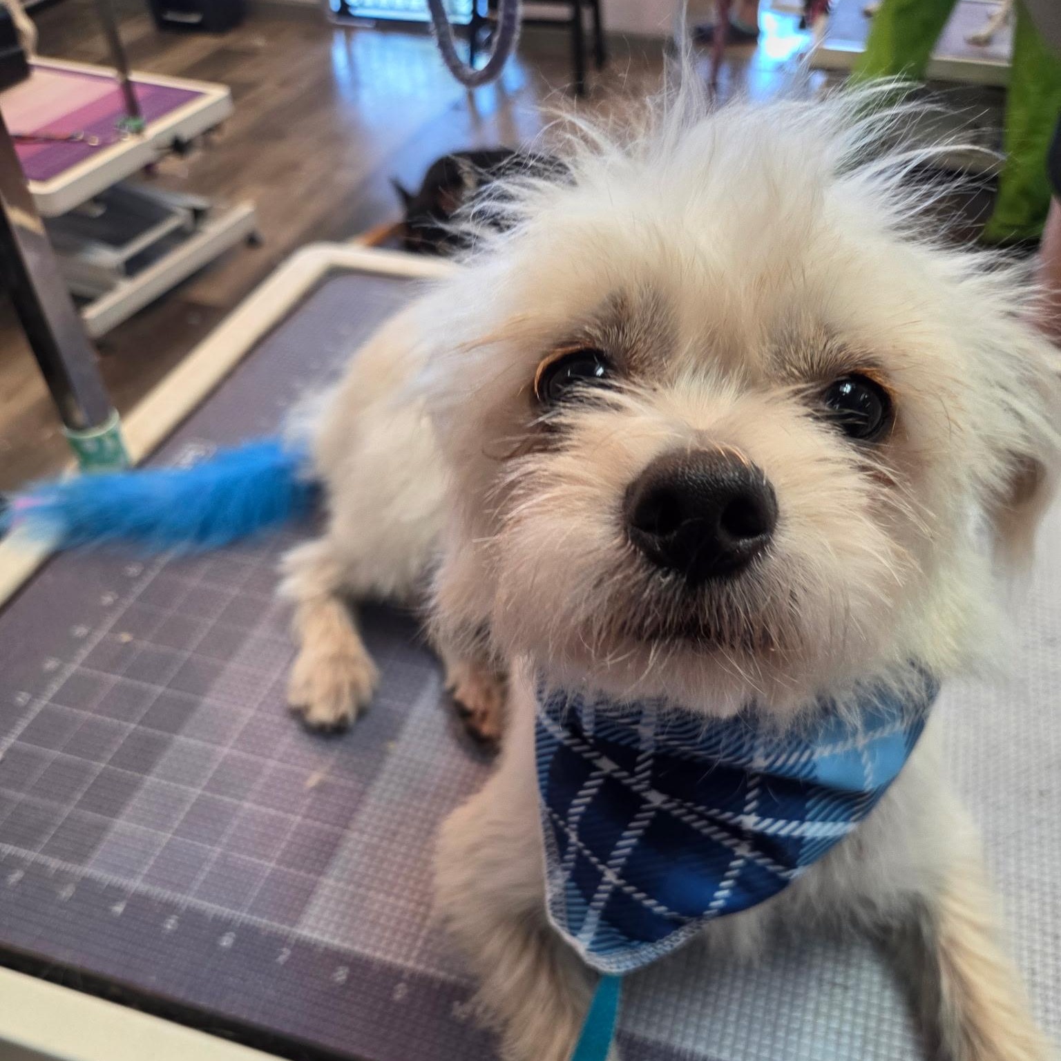 Enlarge Hank, a Adoptable mixed breed in Phoenix, AZ image 2/6