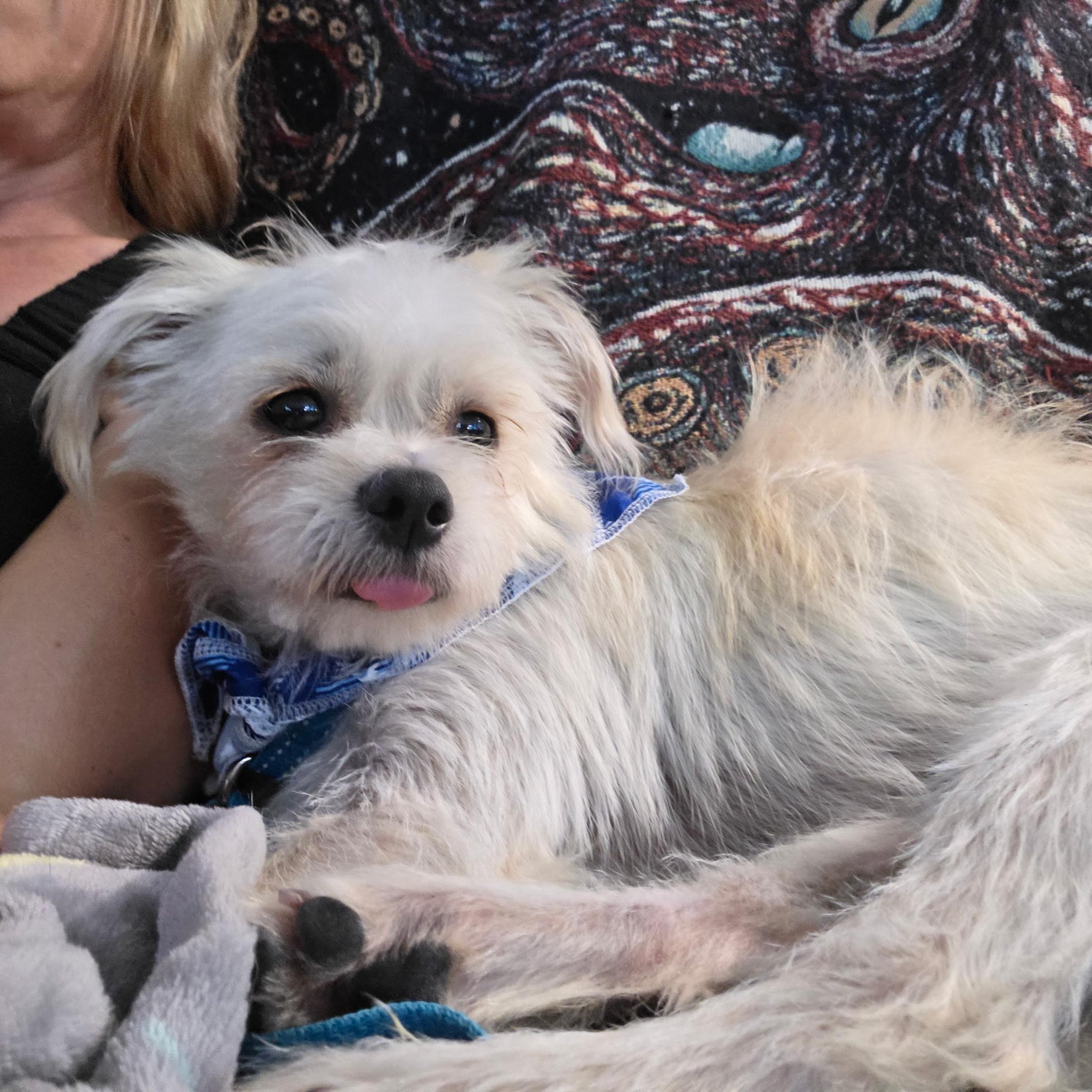 Enlarge Hank, a Adoptable mixed breed in Phoenix, AZ image 3/6