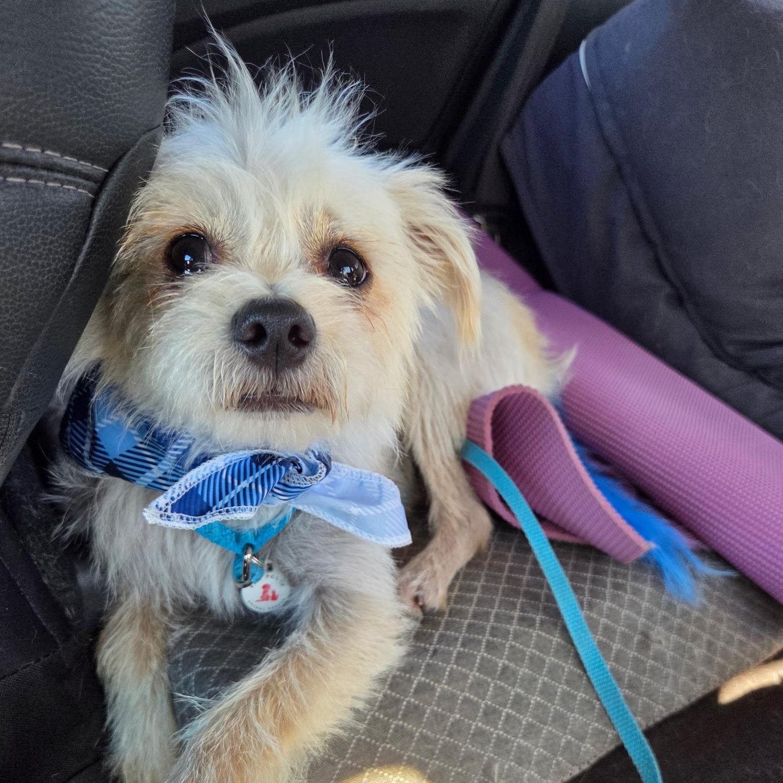Hank, Adoptable, Adult Male Terrier & Shih Tzu.