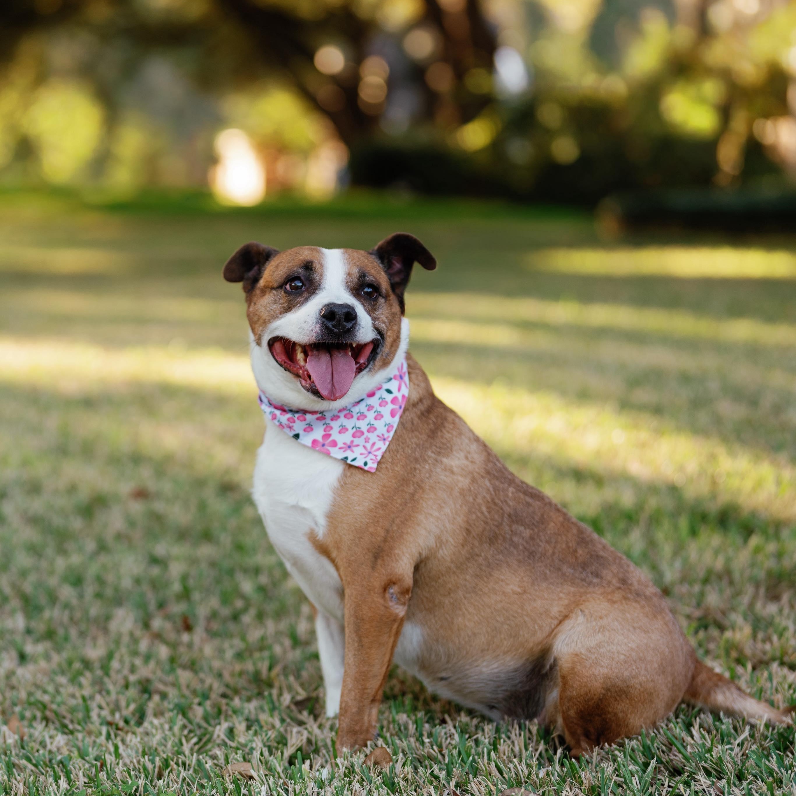 Suzie, a Adoptable mixed breed image 2/6