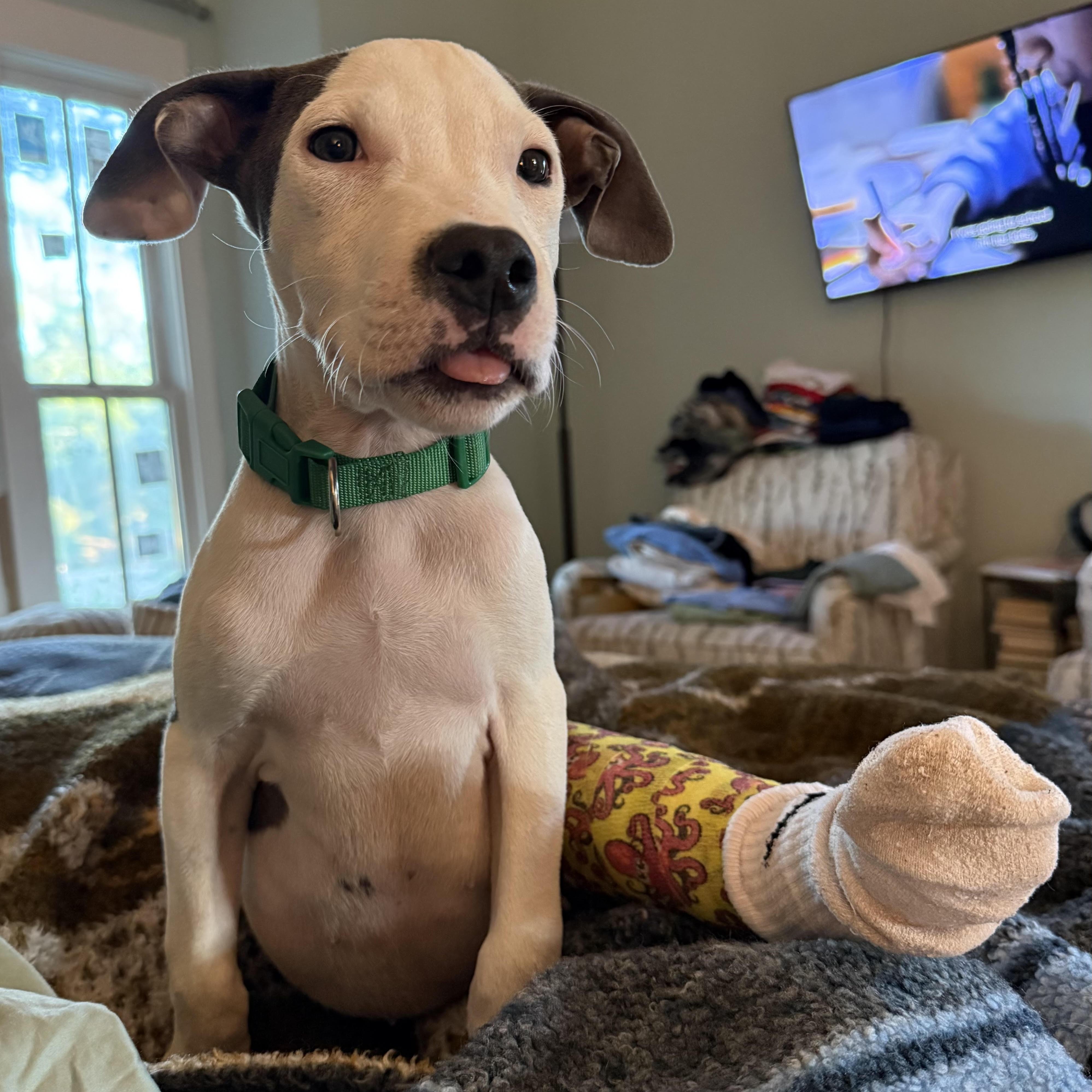 Titus, Adoptable, Young Male Mixed Breed.