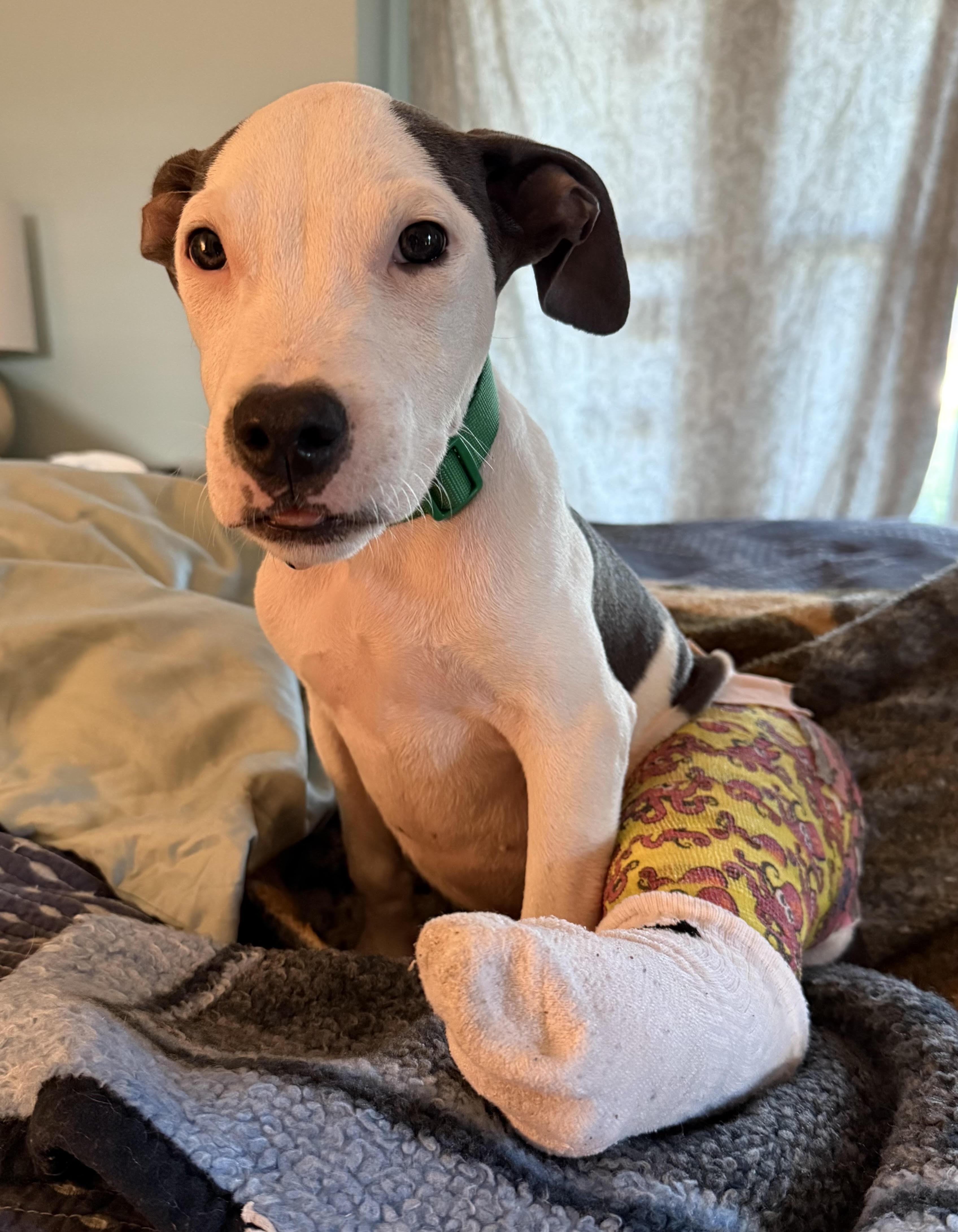 Titus, a Adoptable mixed breed in Water Valley, MS image 5/5