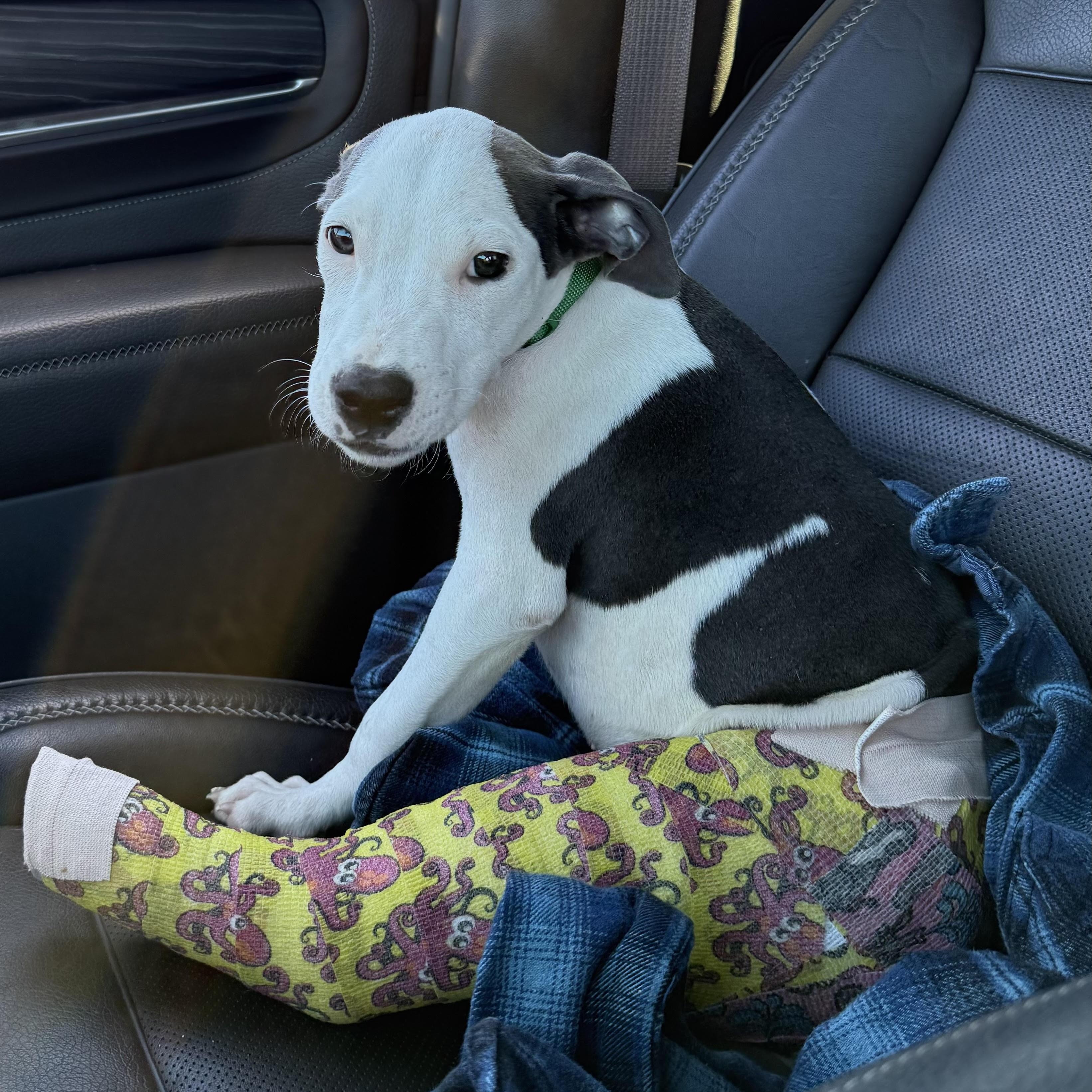 Titus, a Adoptable mixed breed in Water Valley, MS image 2/5