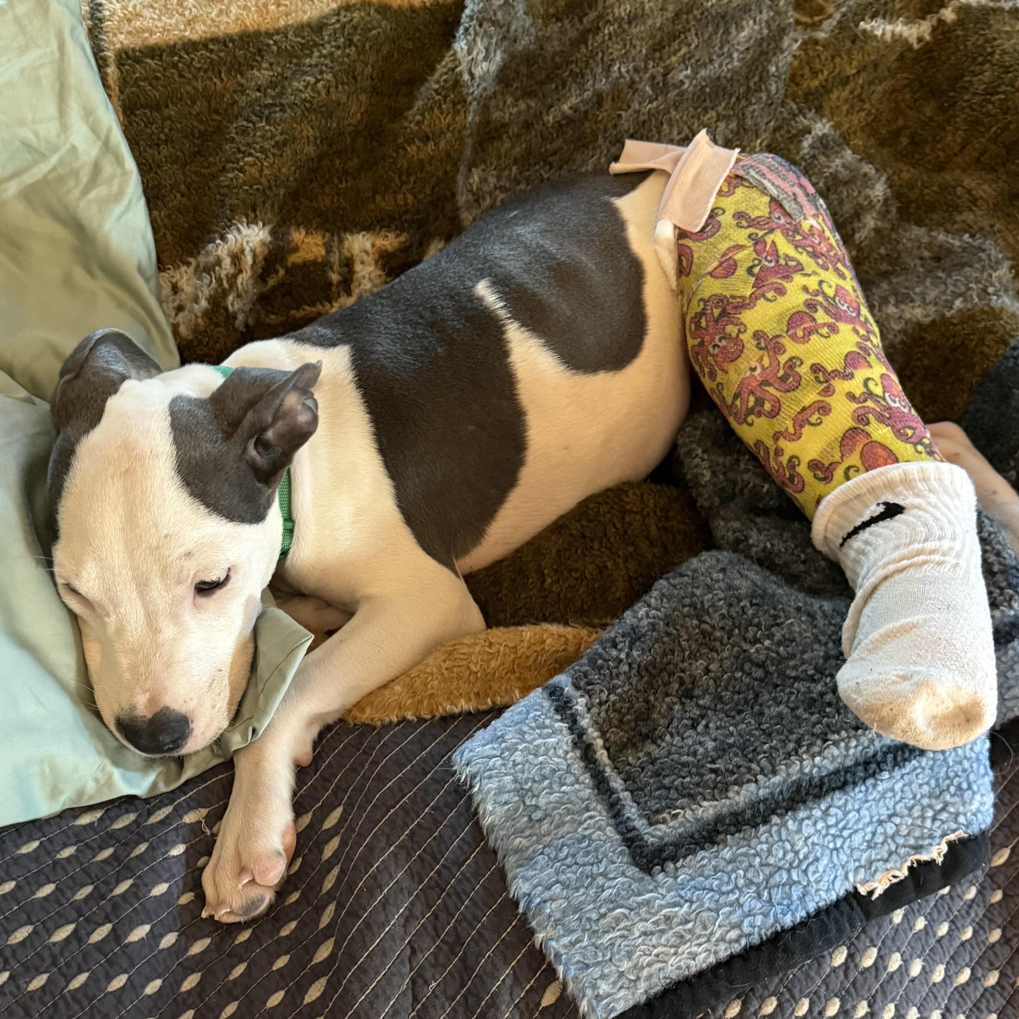 Titus, a Adoptable mixed breed in Water Valley, MS image 3/5