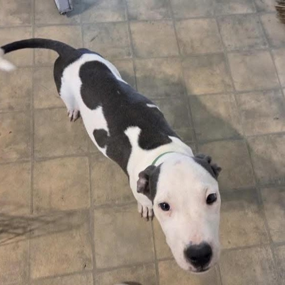 Titus, a Adoptable mixed breed in Water Valley, MS image 4/5