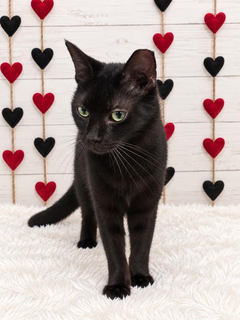 Shuri, Adoptable, Adult Female Domestic Short Hair.