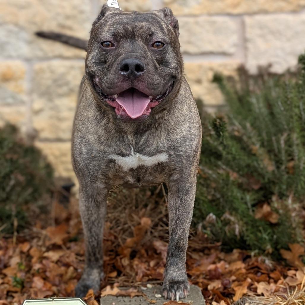 Camo, a Adoptable mixed breed in Buchanan Dam, TX image 1/3