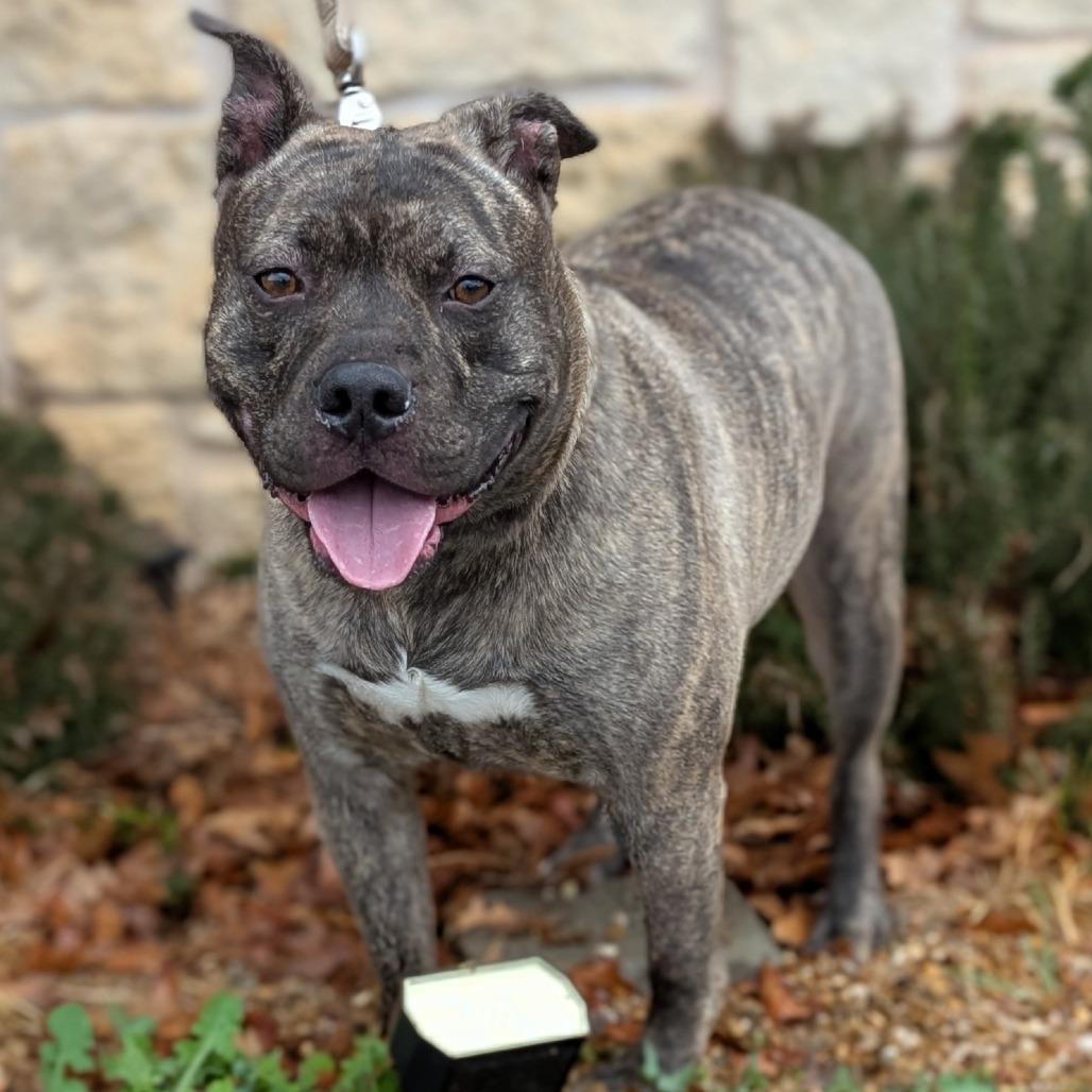 Camo, a Adoptable mixed breed in Buchanan Dam, TX image 2/3
