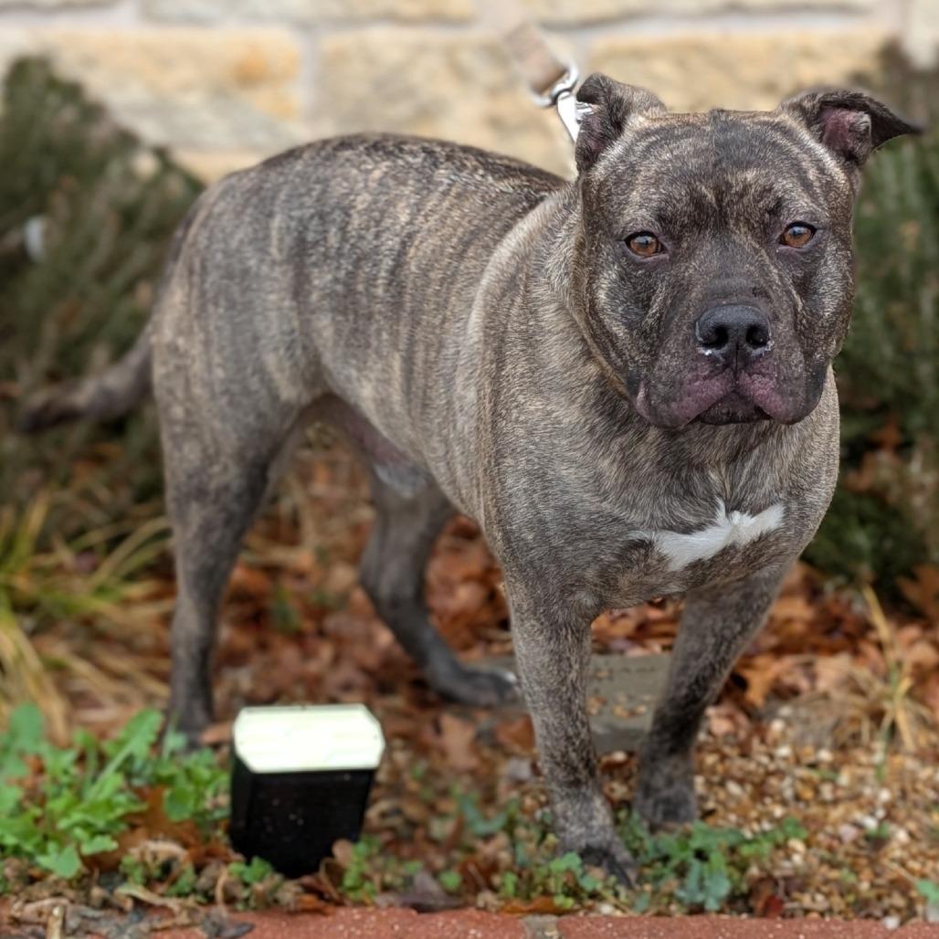 Camo, a Adoptable mixed breed in Buchanan Dam, TX image 3/3