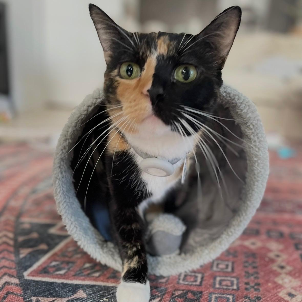 Lola (Bonded to Louie), ADOPTABLE, Adult Female Domestic Short Hair.