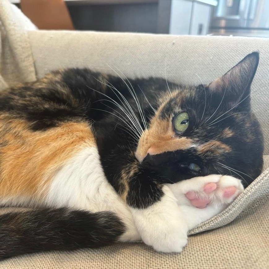 Enlarge Lola (Bonded to Louie), a ADOPTABLE Domestic Short Hair in Nashville, TN image 2/5